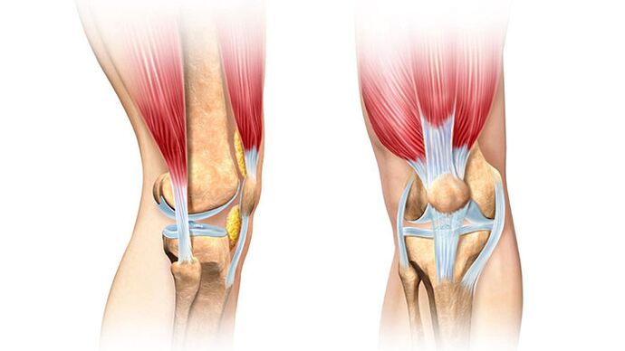 knee joint and its treatment for pain